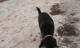 L.C. H.'s photo of camping with pets at Shields Park NAS Recreation Site near Padre Island National Seashore