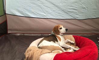 Jessica W.'s photo of camping with pets at George Washington State Campground in Rhode Island