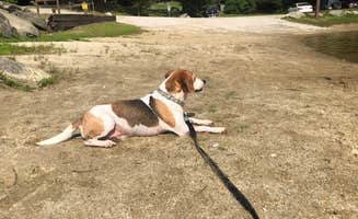 Jessica W.'s photo of camping with pets at George Washington State Campground in Rhode Island