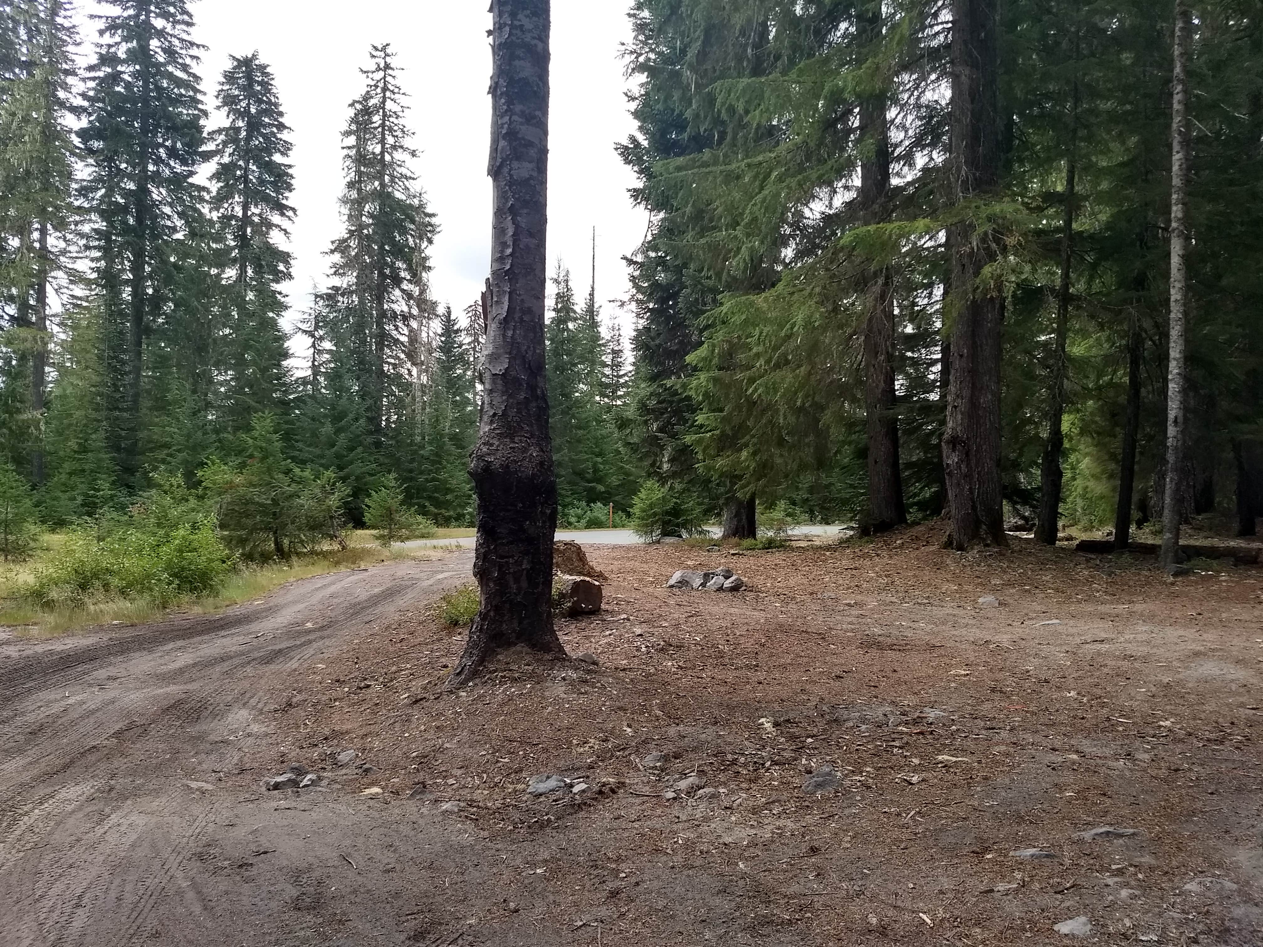 Camper-submitted photo at Mount St. Helens Dispersed Camping near Woodland, WA