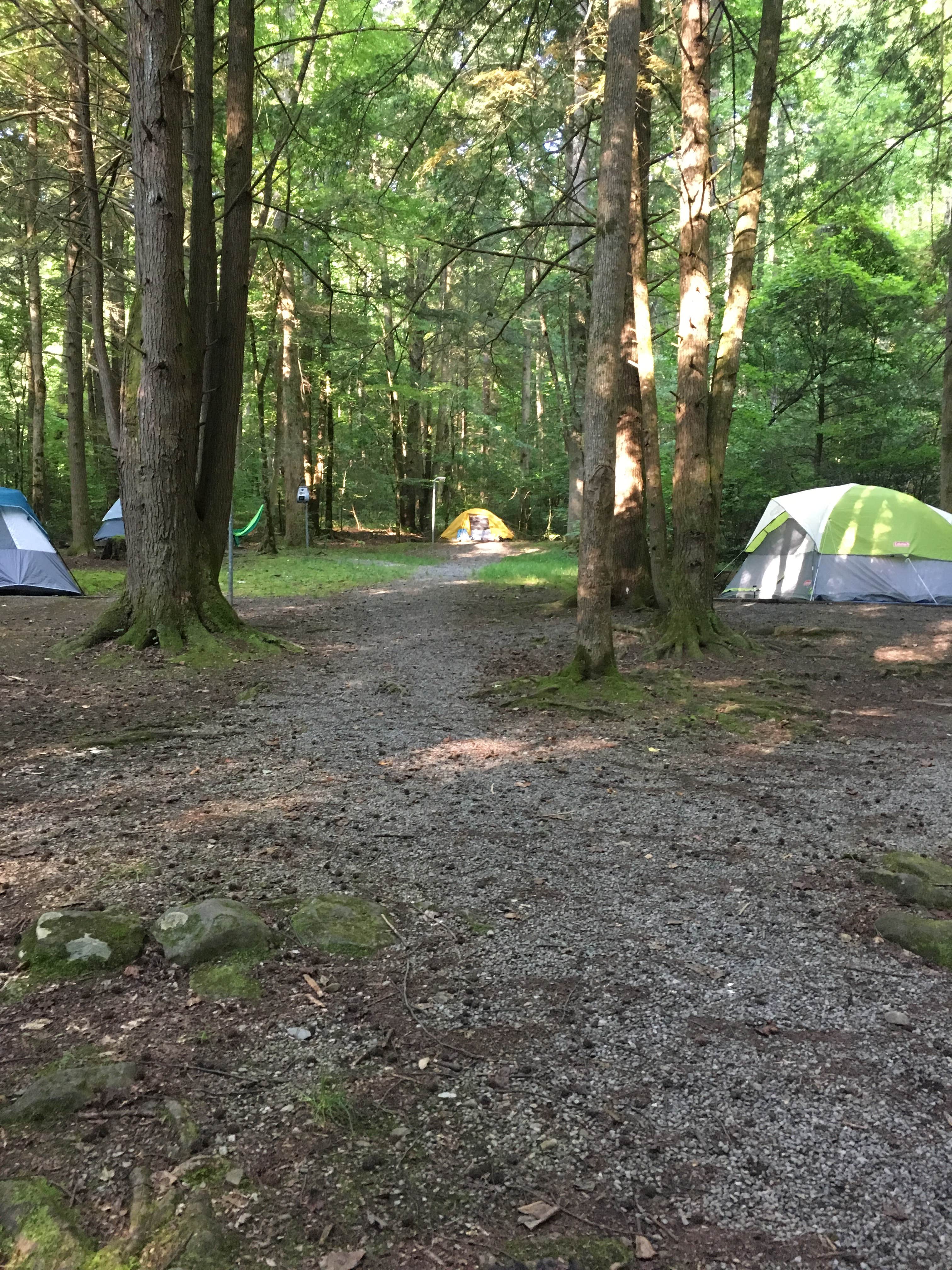 Cindy A.'s photo of tent camping at Big Creek Campground — Great Smoky Mountains National Park near Morristown, TN