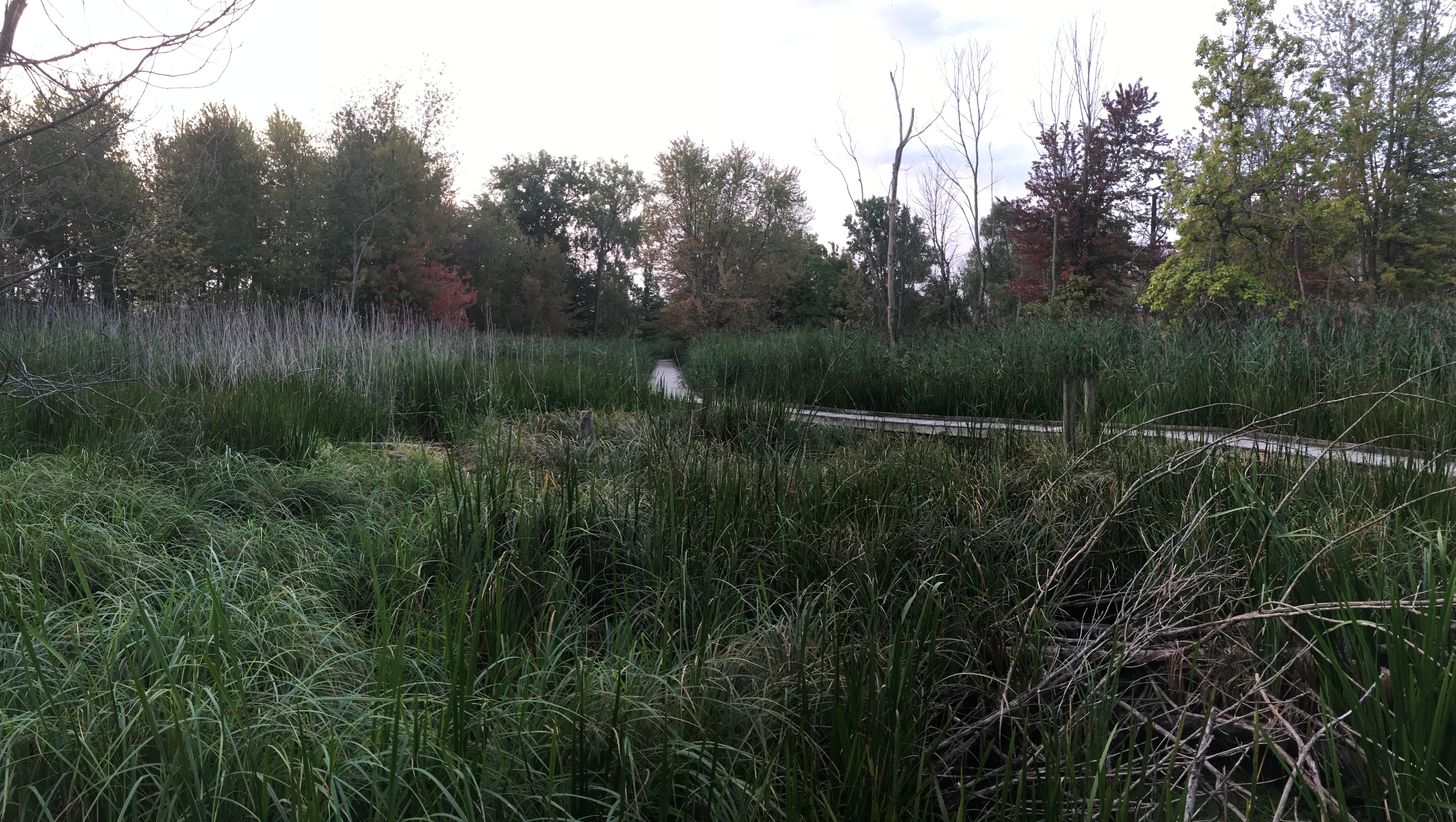 Great 2 mile boardwalk thru marshlands lots of deer and other Lake Erie wildlife 
