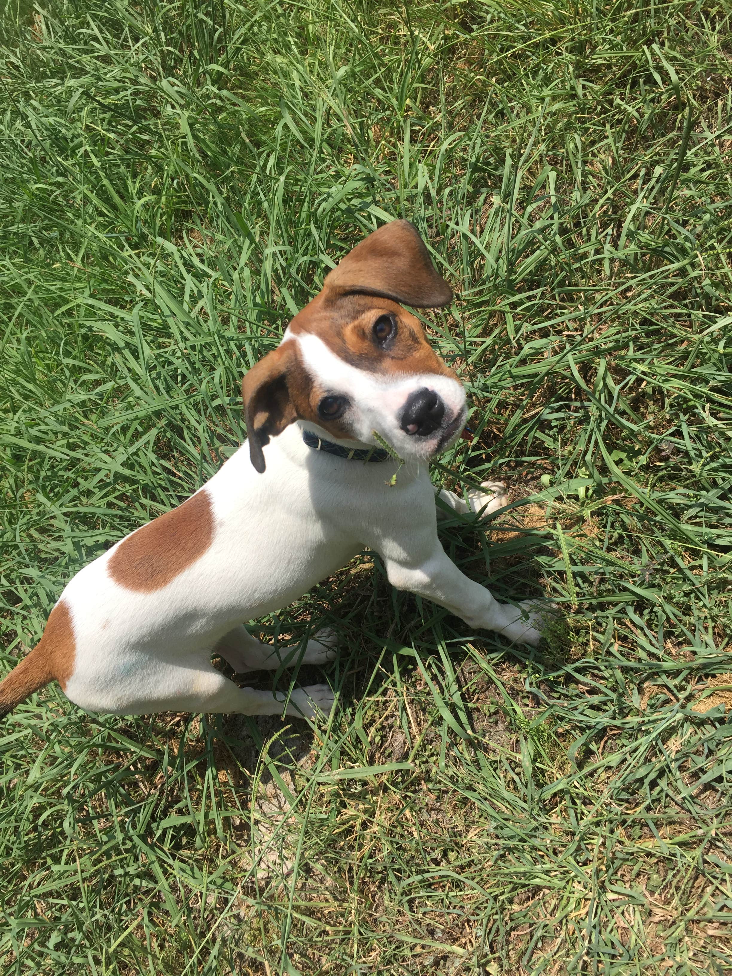 Jill C.'s photo of camping with pets at Liberty Grove Campground — Cooper Lake State Park Doctors Creek Unit near Commerce, TX