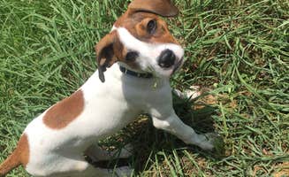 Jill C.'s photo of camping with pets at Liberty Grove Campground — Cooper Lake State Park Doctors Creek Unit near Mount Vernon, TX