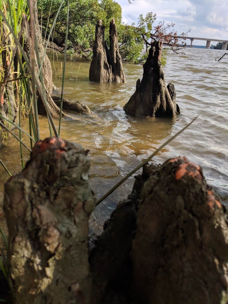 Camper-submitted photo at Chickahominy Riverfront Park near Lanexa, VA