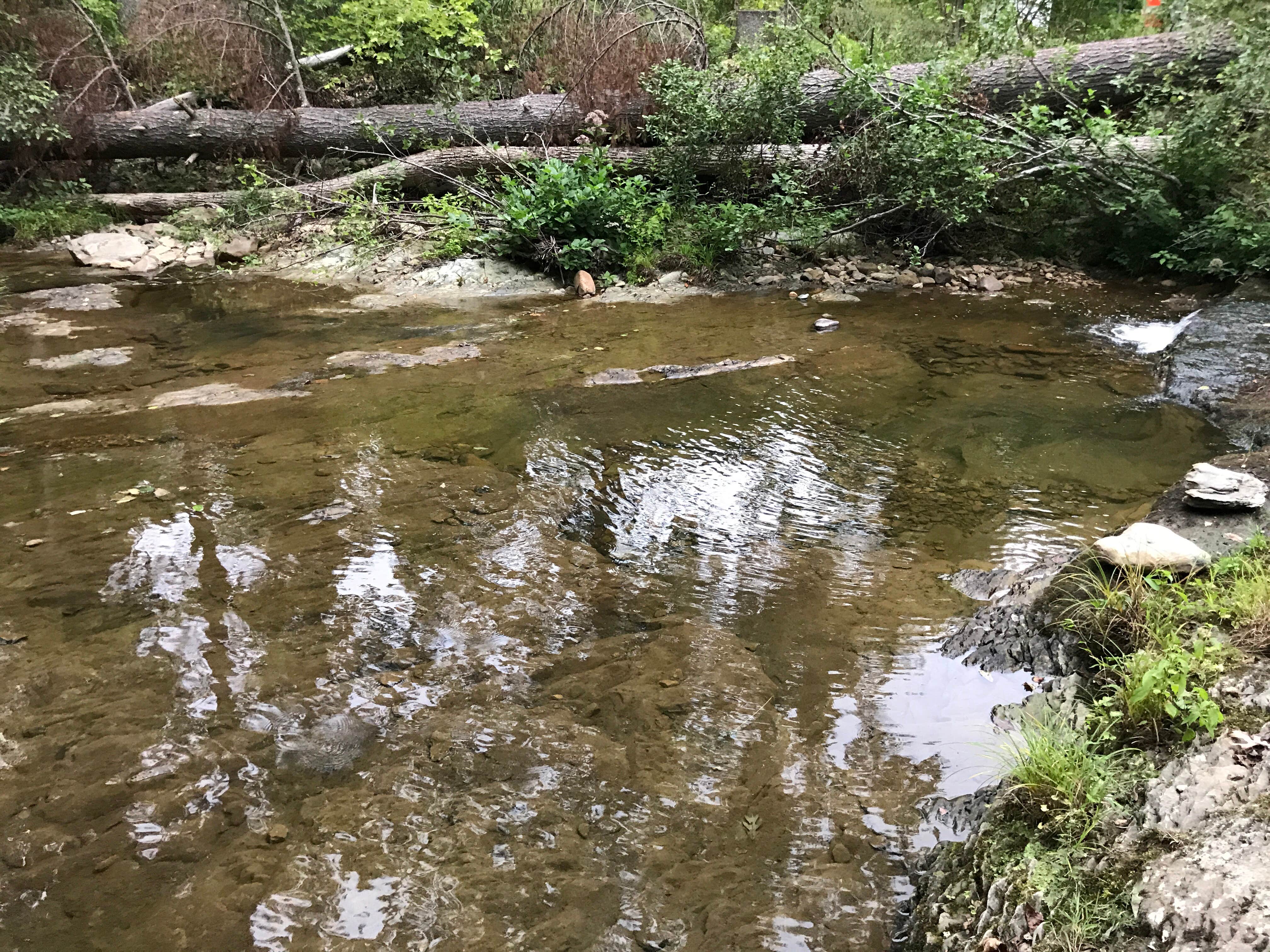 Camper submitted image from Otter Creek Campground — Blue Ridge Parkway - 2