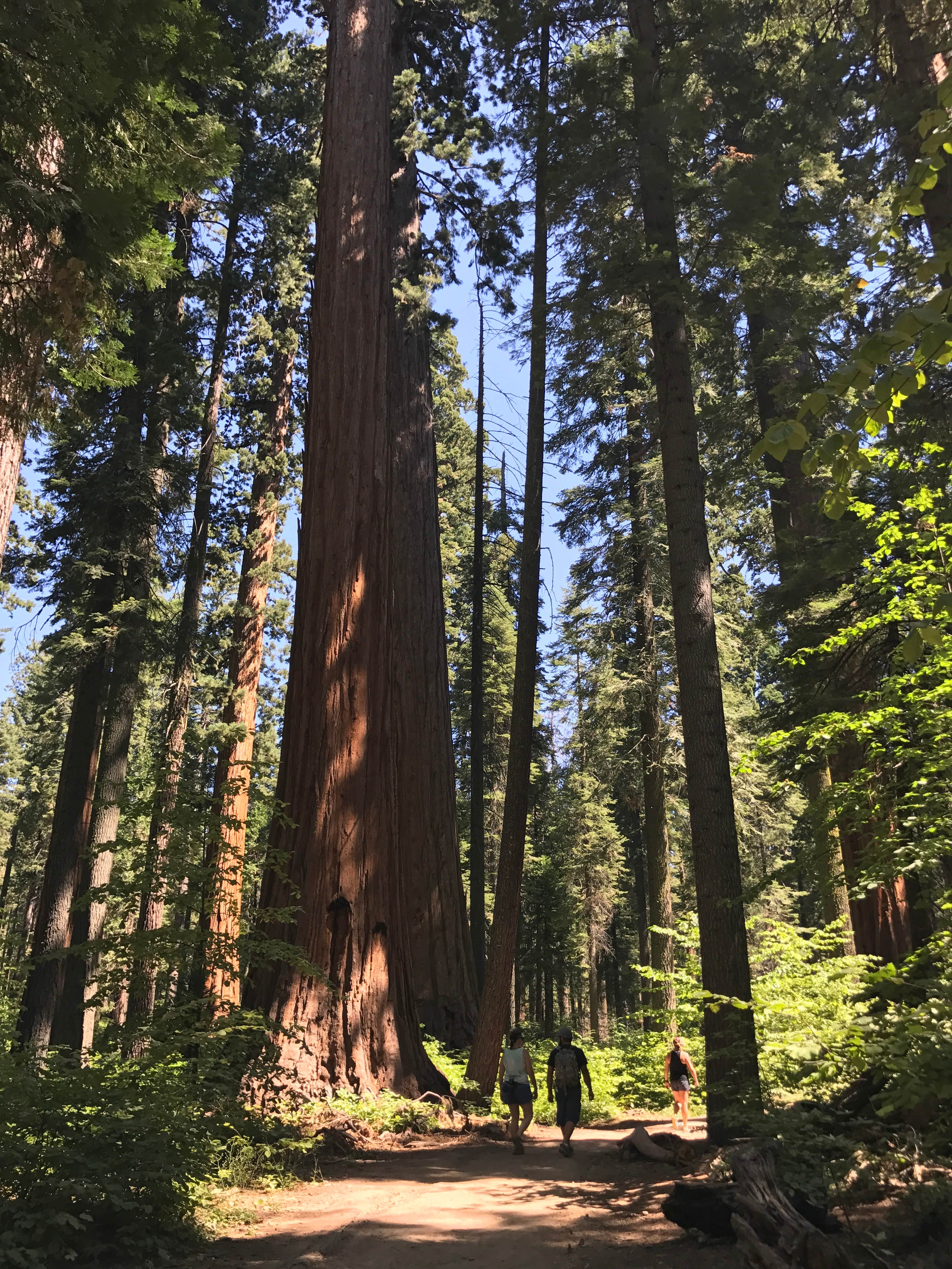 Camper-submitted photo at North Grove Campground — Calaveras Big Trees State Park near Angels, CA
