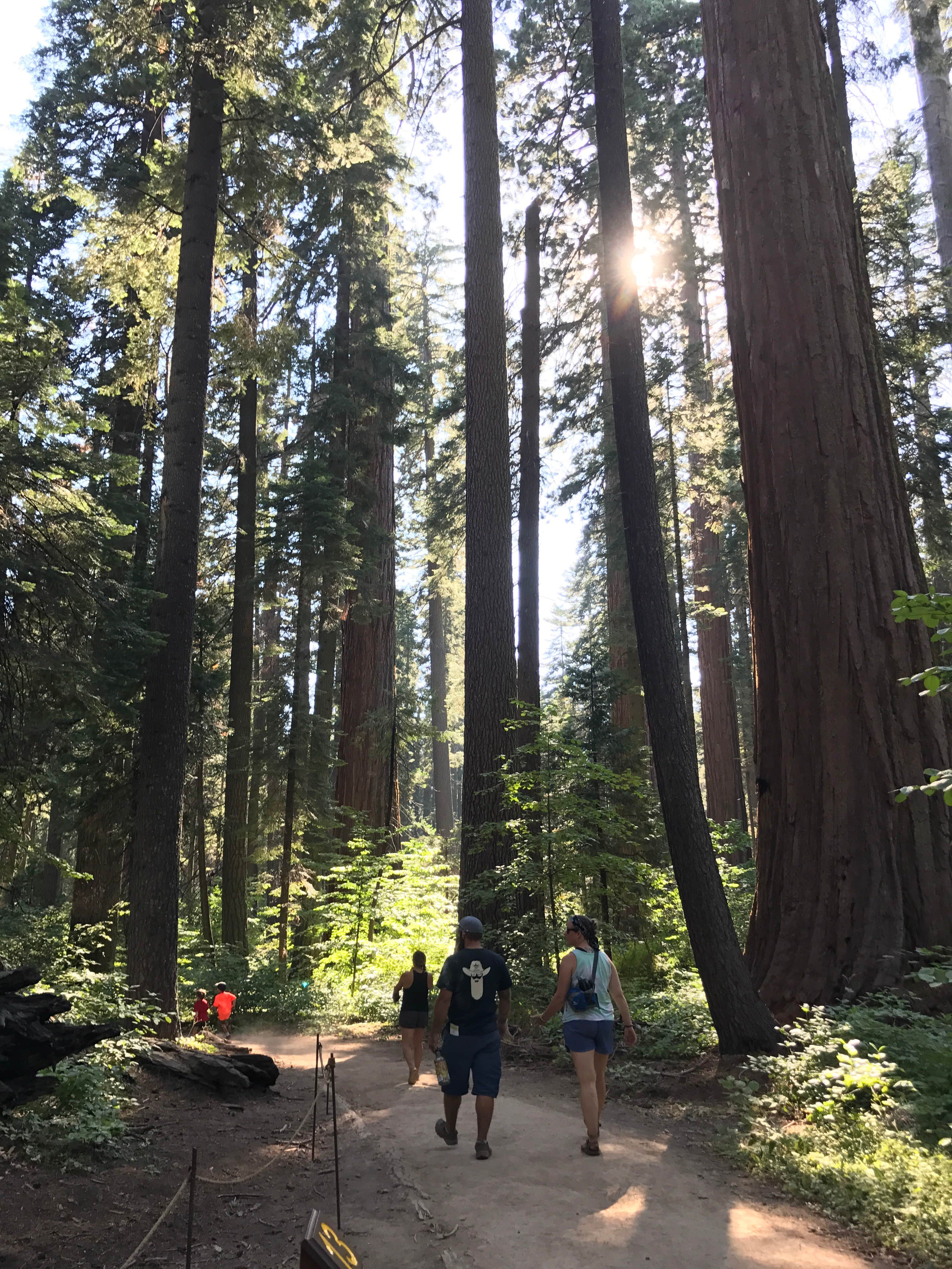 Camper-submitted photo at North Grove Campground — Calaveras Big Trees State Park near Angels, CA