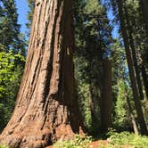 Review photo of North Grove Campground — Calaveras Big Trees State Park by Rosie R., August 26, 2018