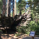 Review photo of North Grove Campground — Calaveras Big Trees State Park by Rosie R., August 26, 2018