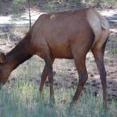 Review photo of Mather Campground — Grand Canyon National Park by Danielle V., July 31, 2016