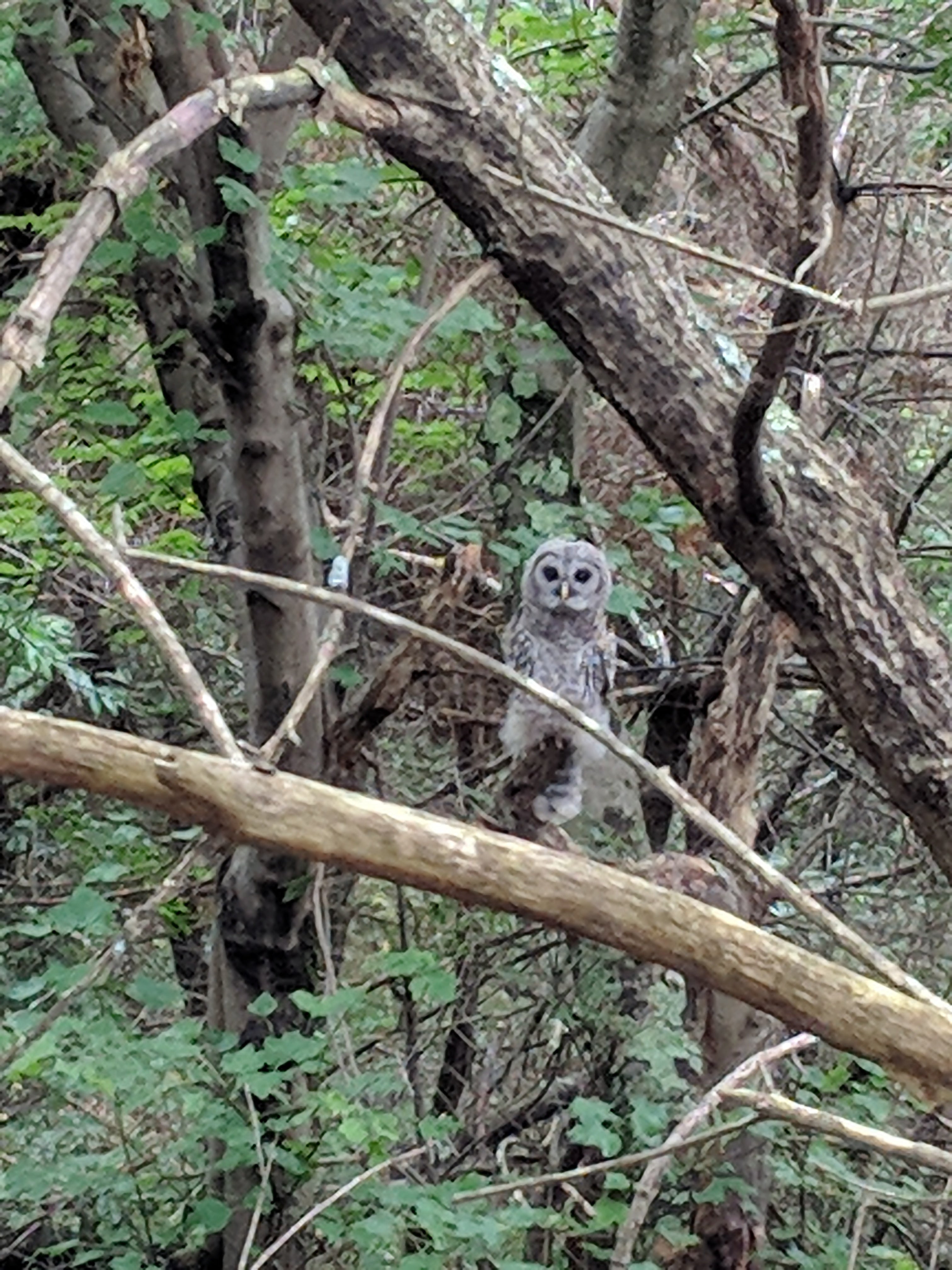 Saw this guy watching me on my late afternoon jog. it was amazing.