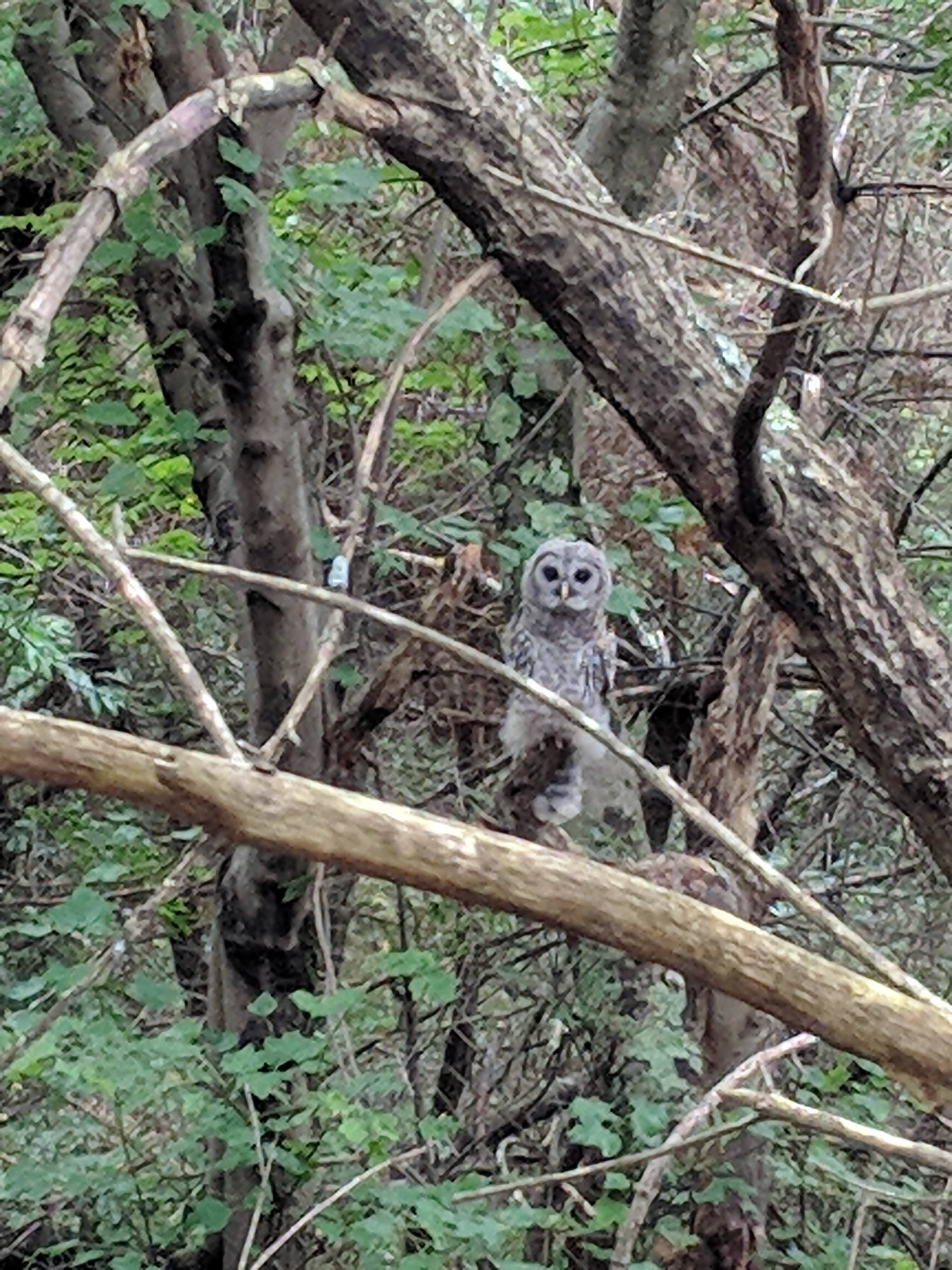 Camper submitted image from Massasoit State Park Campground - 4