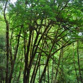 Review photo of Elliott State Forest Dispersed by Leah W., August 26, 2018