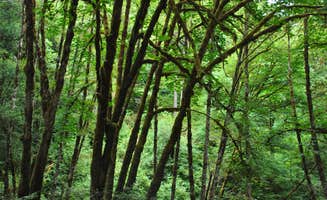 Leah W.'s photo of a dispersed camping area at Elliott State Forest Dispersed in Oregon