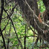 Review photo of Elliott State Forest Dispersed by Leah W., August 26, 2018