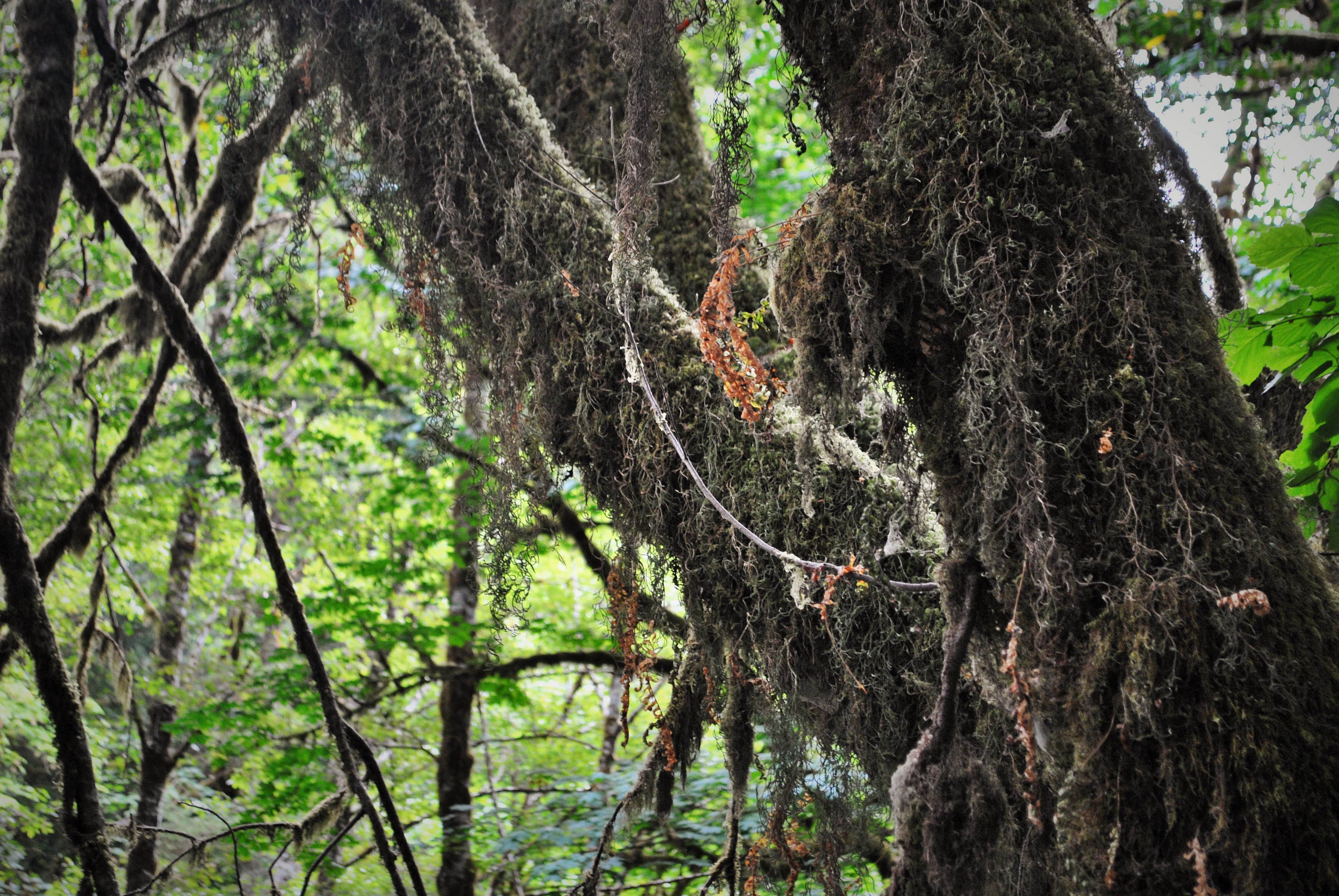 More of the beautiful/creepy moss