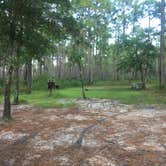 Review photo of Lake Waccamaw State Park Campground by Kathryn  W., August 26, 2018