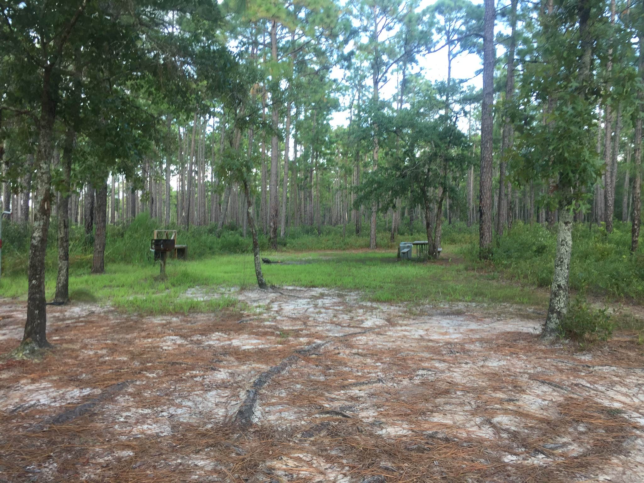 Camper submitted image from Lake Waccamaw State Park Campground - 4
