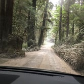 Review photo of Prairie Creek Redwood State Park Campground by Susan K., August 26, 2018