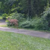 Review photo of Cosby Campground — Great Smoky Mountains National Park by Stephanie J., August 26, 2018