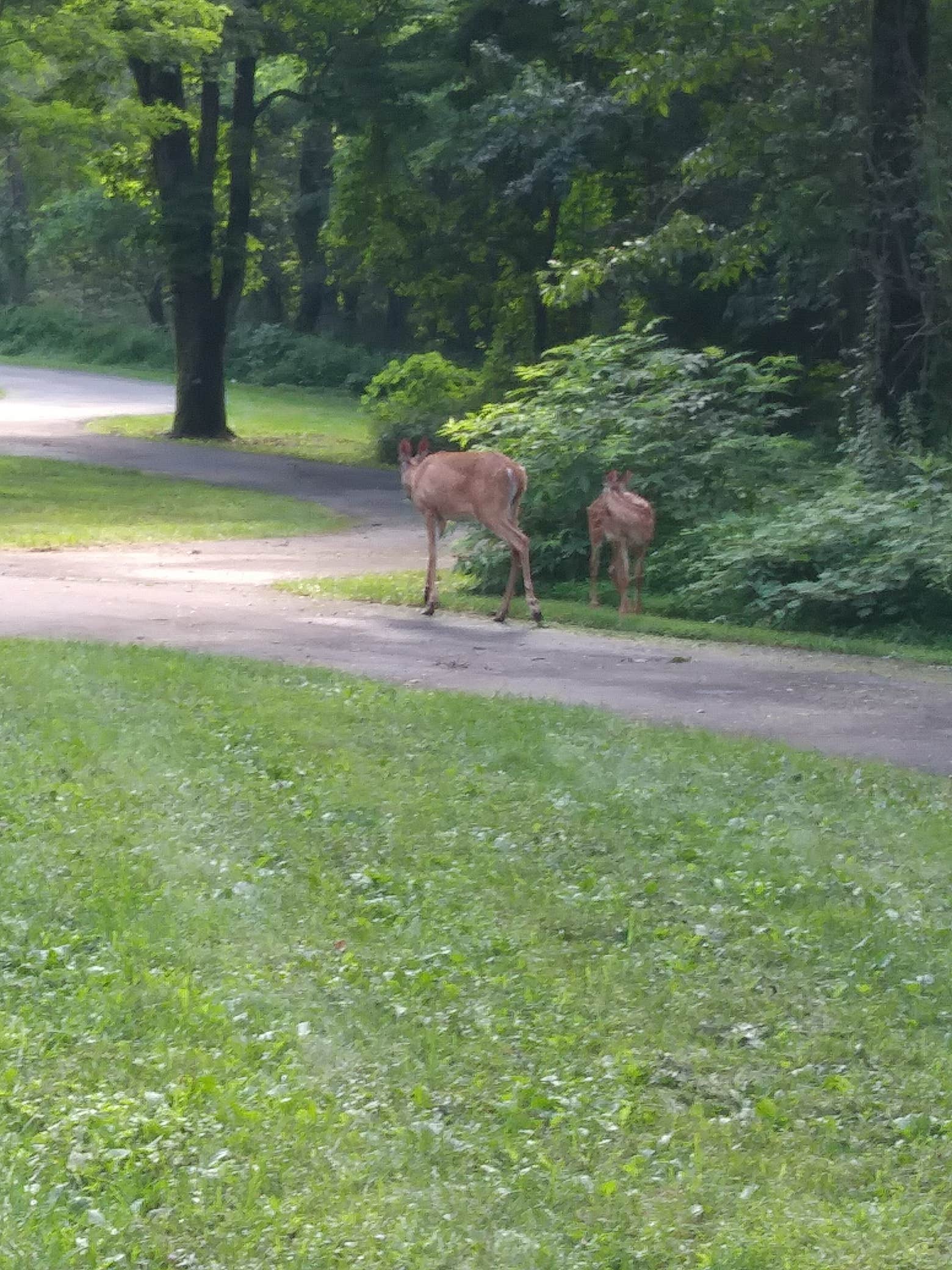 Cosby Campground — Great Smoky Mountains National Park