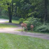 Review photo of Cosby Campground — Great Smoky Mountains National Park by Stephanie J., August 26, 2018