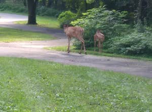 Cosby Campground — Great Smoky Mountains National Park