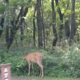 Review photo of Cosby Campground — Great Smoky Mountains National Park by Stephanie J., August 26, 2018