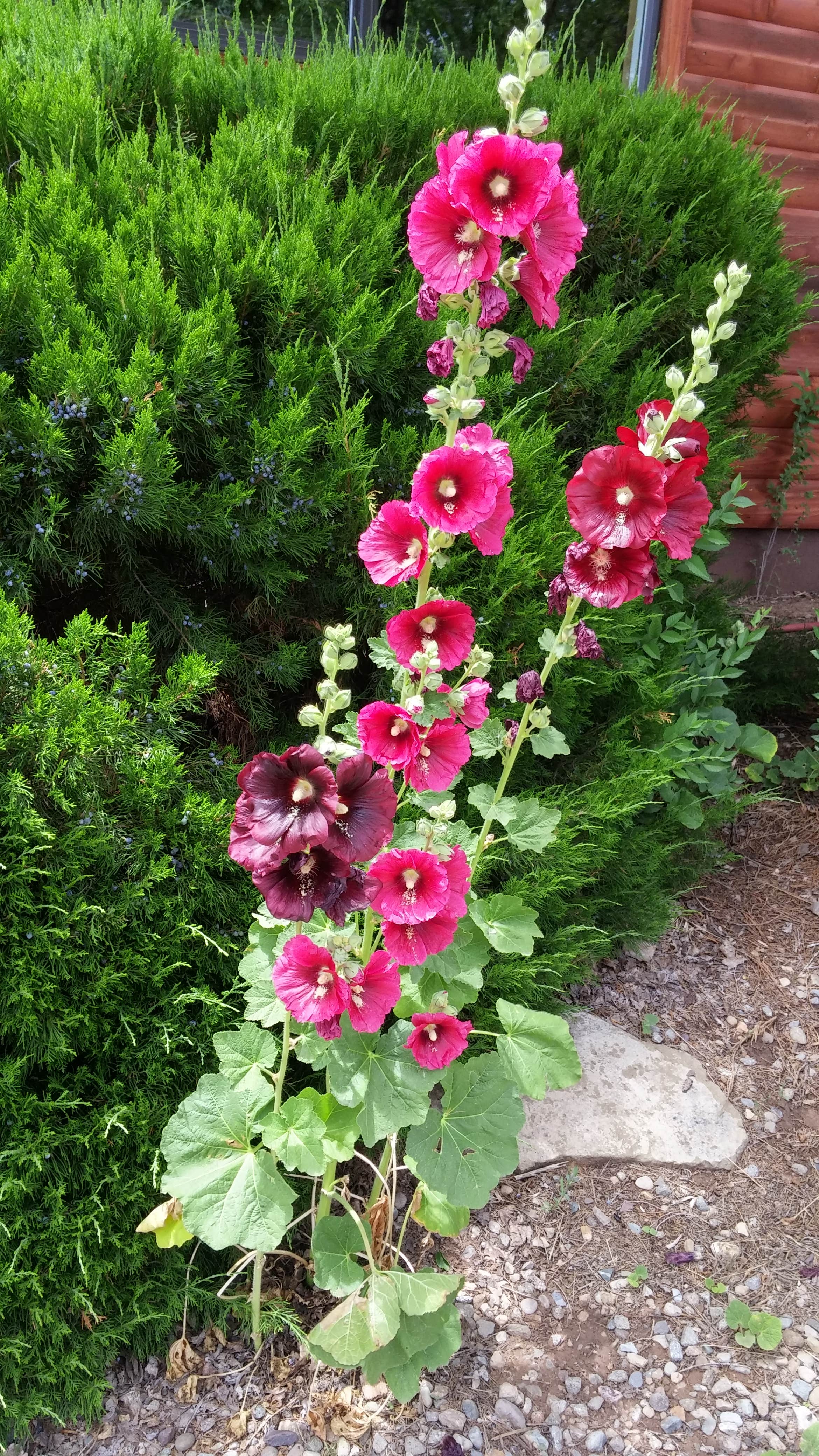 Camper-submitted photo at Cortez, Mesa Verde KOA near Kirtland, NM