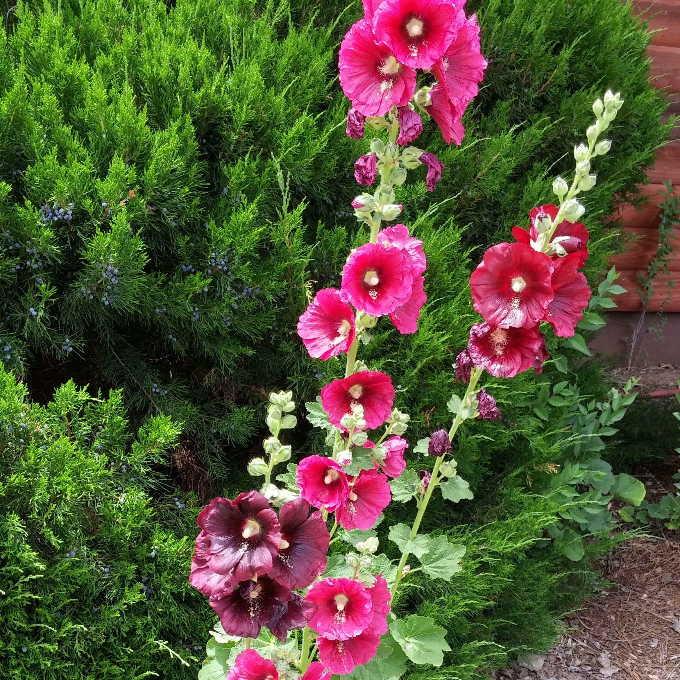 Cortez, Mesa Verde KOA