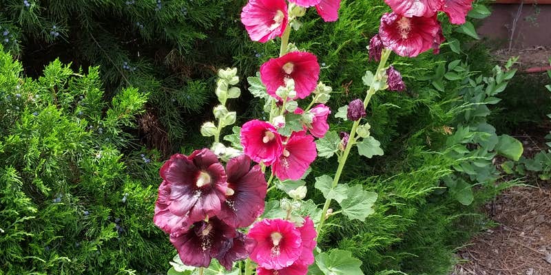 Camper submitted image from Cortez, Mesa Verde KOA