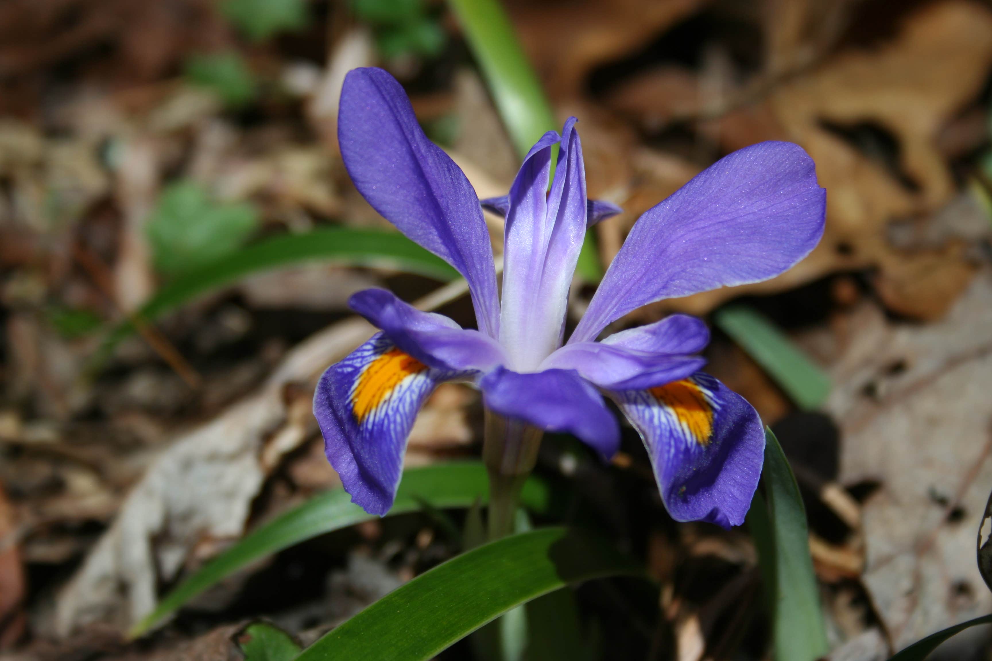 Camper-submitted photo at The Great Outdoors RV Resort near Franklin, NC