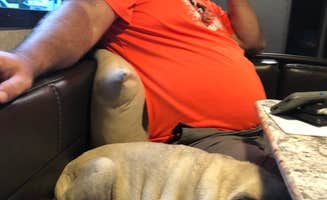 Beth G.'s photo of camping with pets at The Holly Campground near Grand Blanc, MI