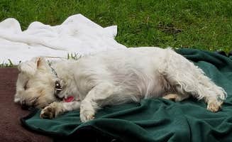 Katrin M.'s photo of camping with pets at Wagoner — New River State Park near Mouth of Wilson, VA