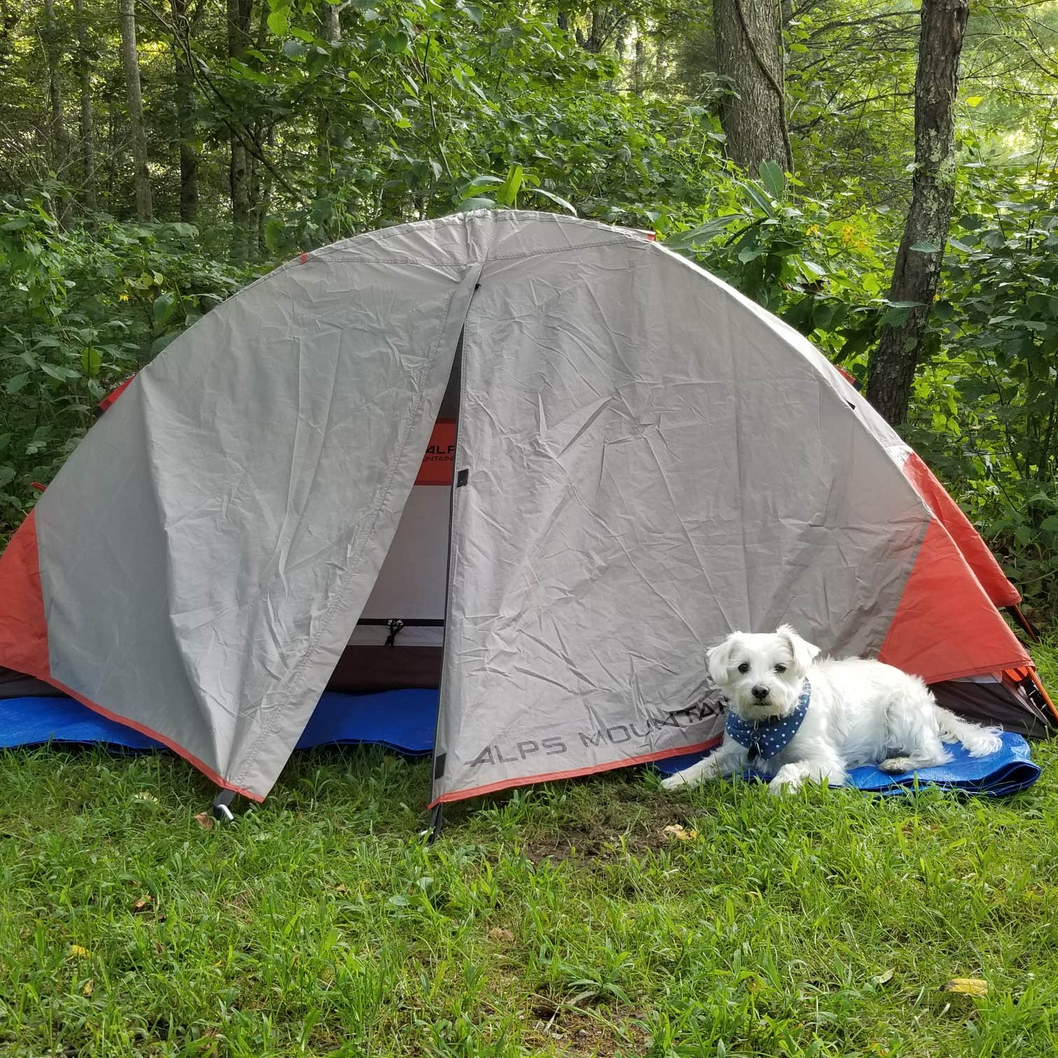 Escape to the Wild: Uncovering the Gems of North Carolina's New River State Park