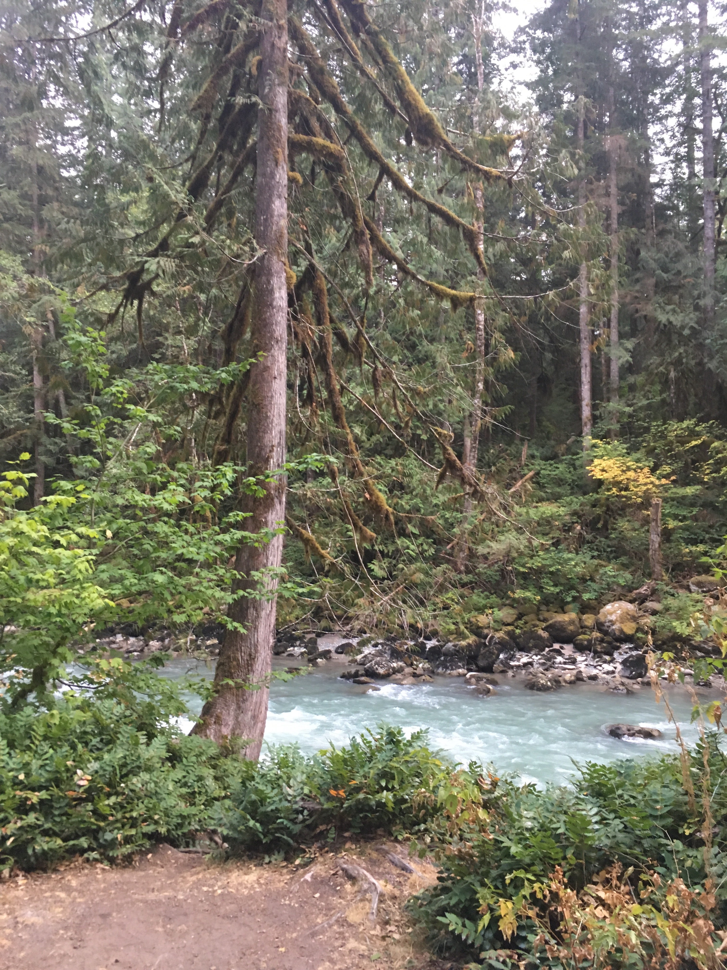 Camper submitted image from Douglas Fir Campground - 2