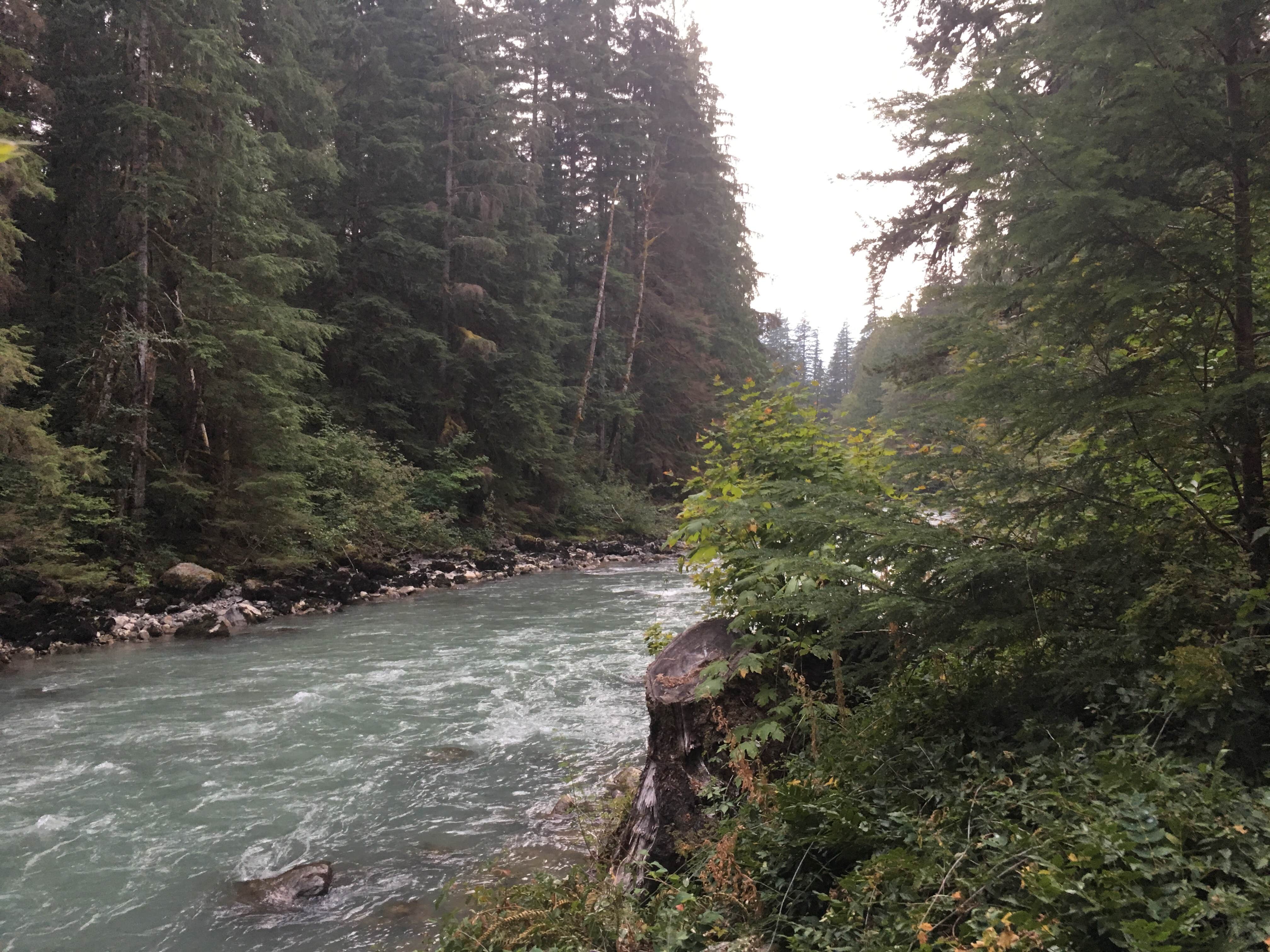 Camper submitted image from Douglas Fir Campground - 5