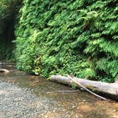 Review photo of Gold Bluffs Beach Campground — Prairie Creek Redwoods State Park by Richard C., August 26, 2018