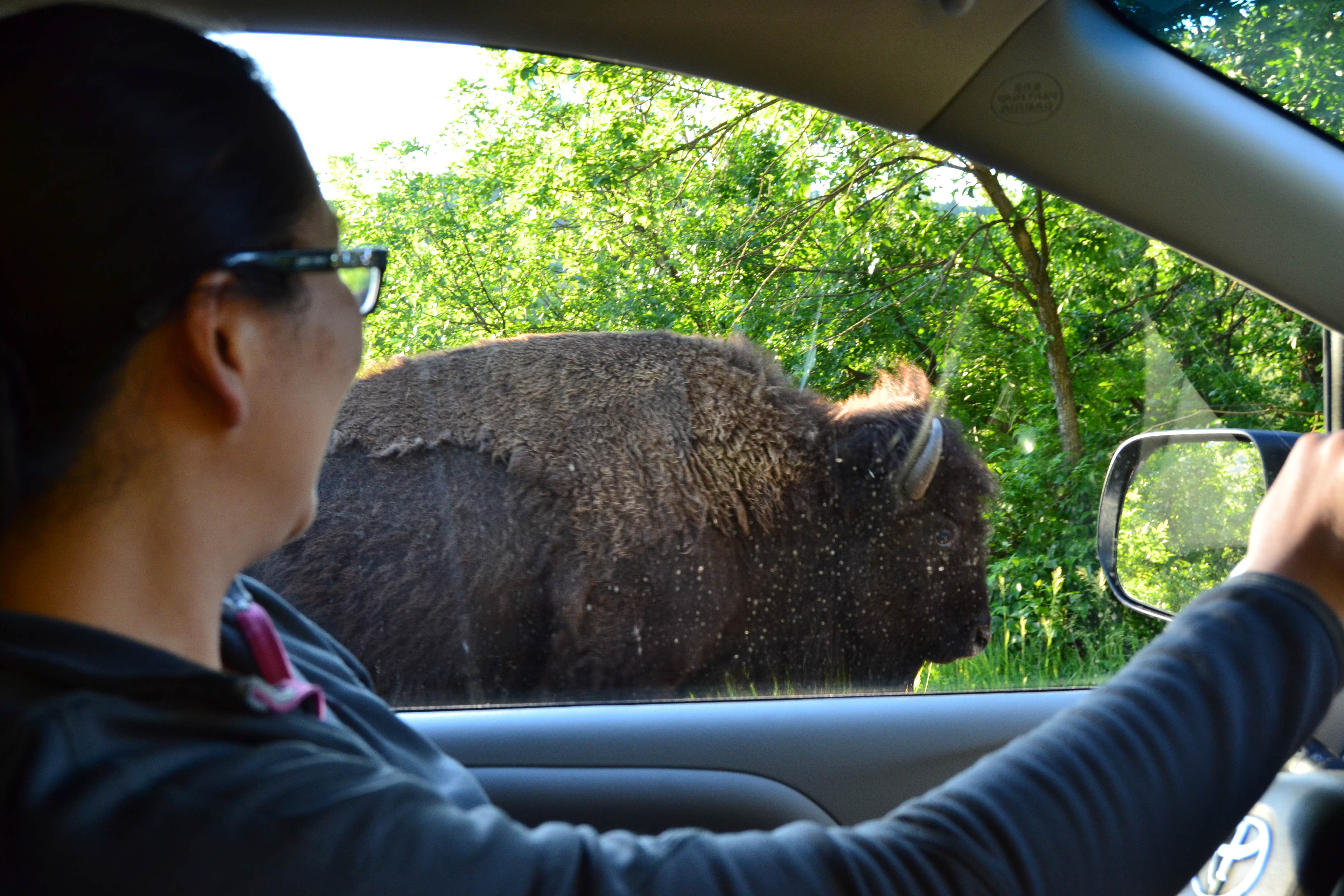 Camper-submitted photo at Game Lodge Campground — Custer State Park near Fairburn, SD