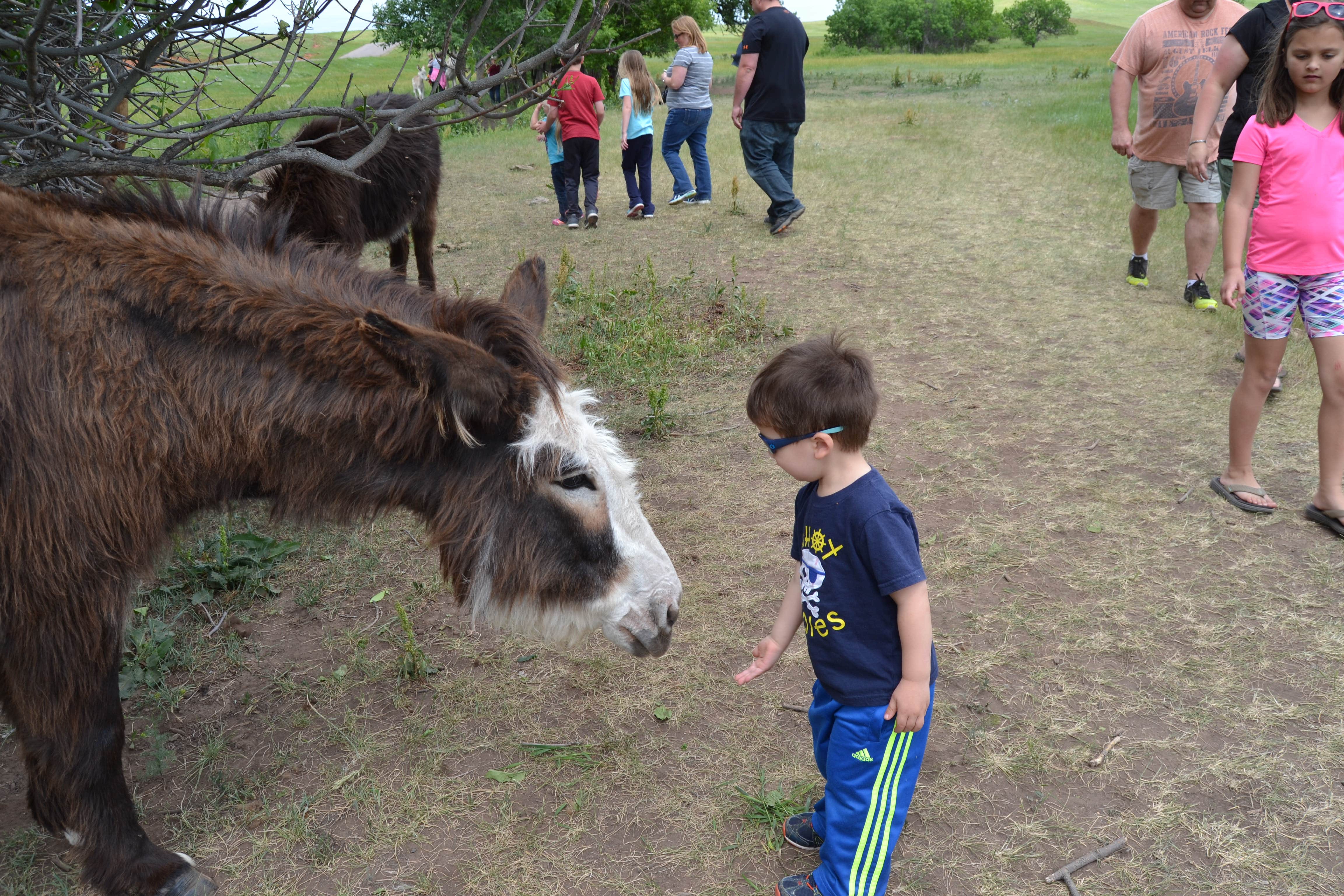 Camper-submitted photo at Game Lodge Campground — Custer State Park near Fairburn, SD