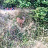 Review photo of Spencer Spit State Park Campground by Kelsey M., August 27, 2018