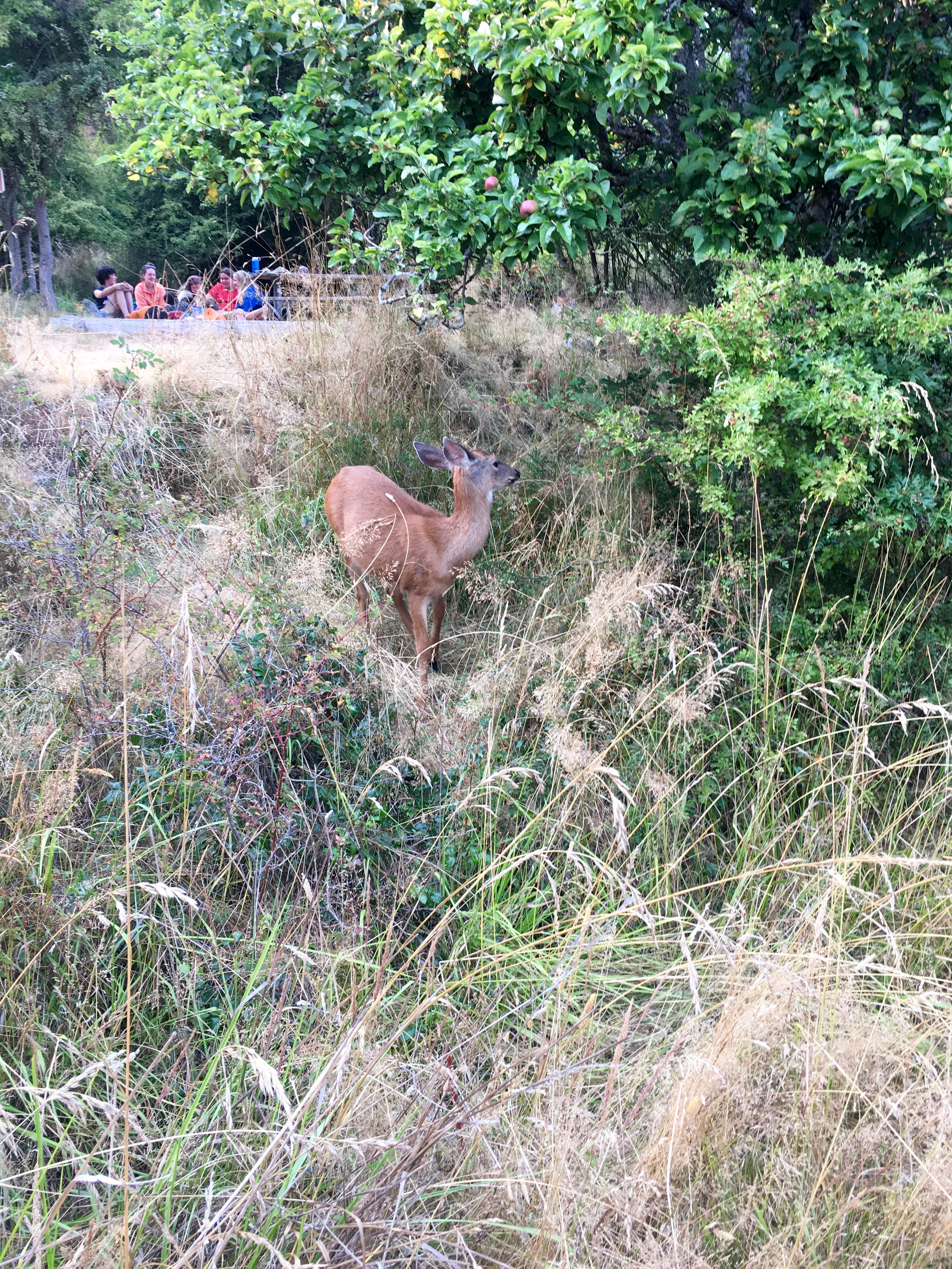 Cascade Marine Trail site just above a munching deer