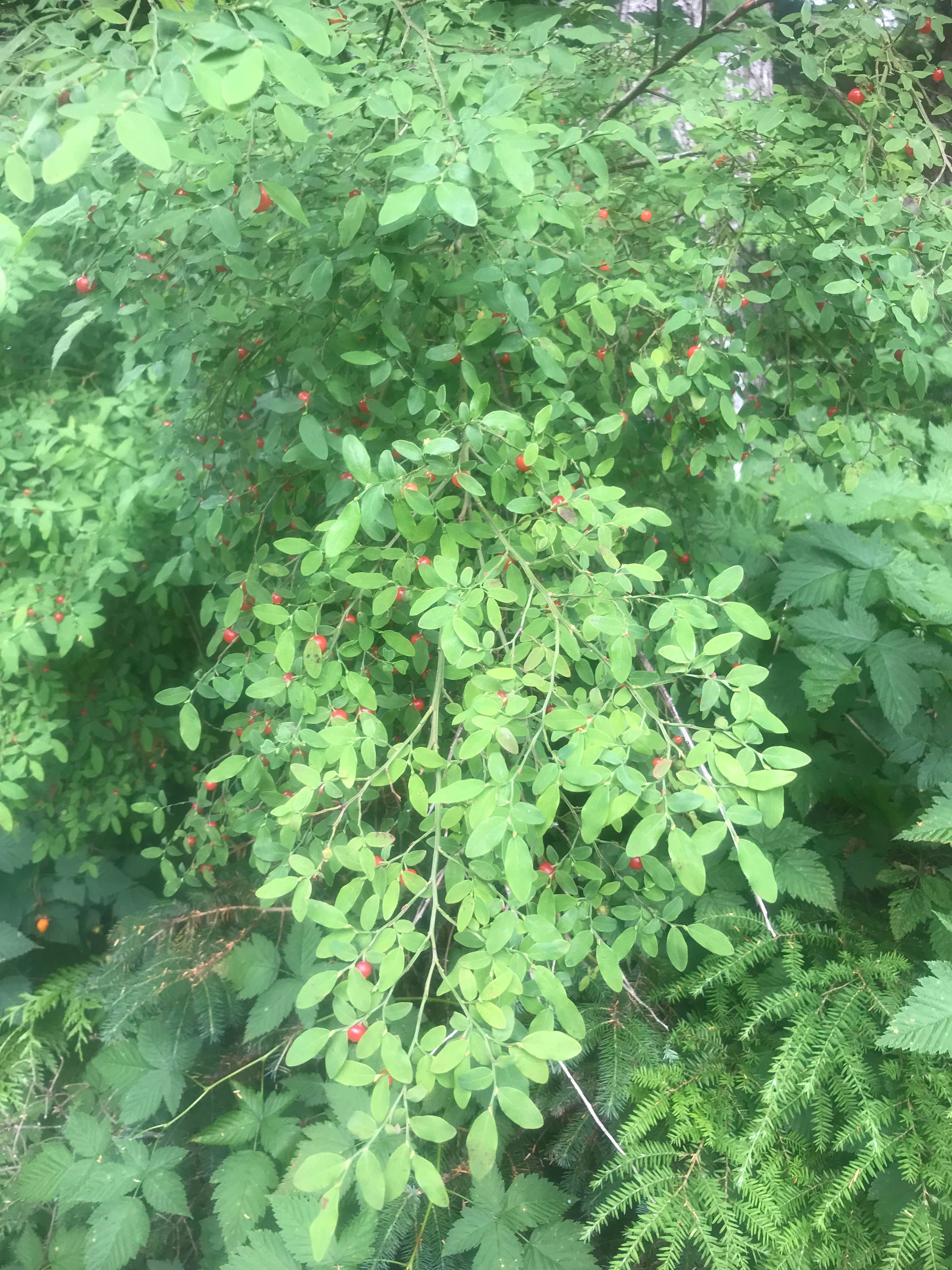 Camper-submitted photo at Signal Creek Campground near Ketchikan, AK