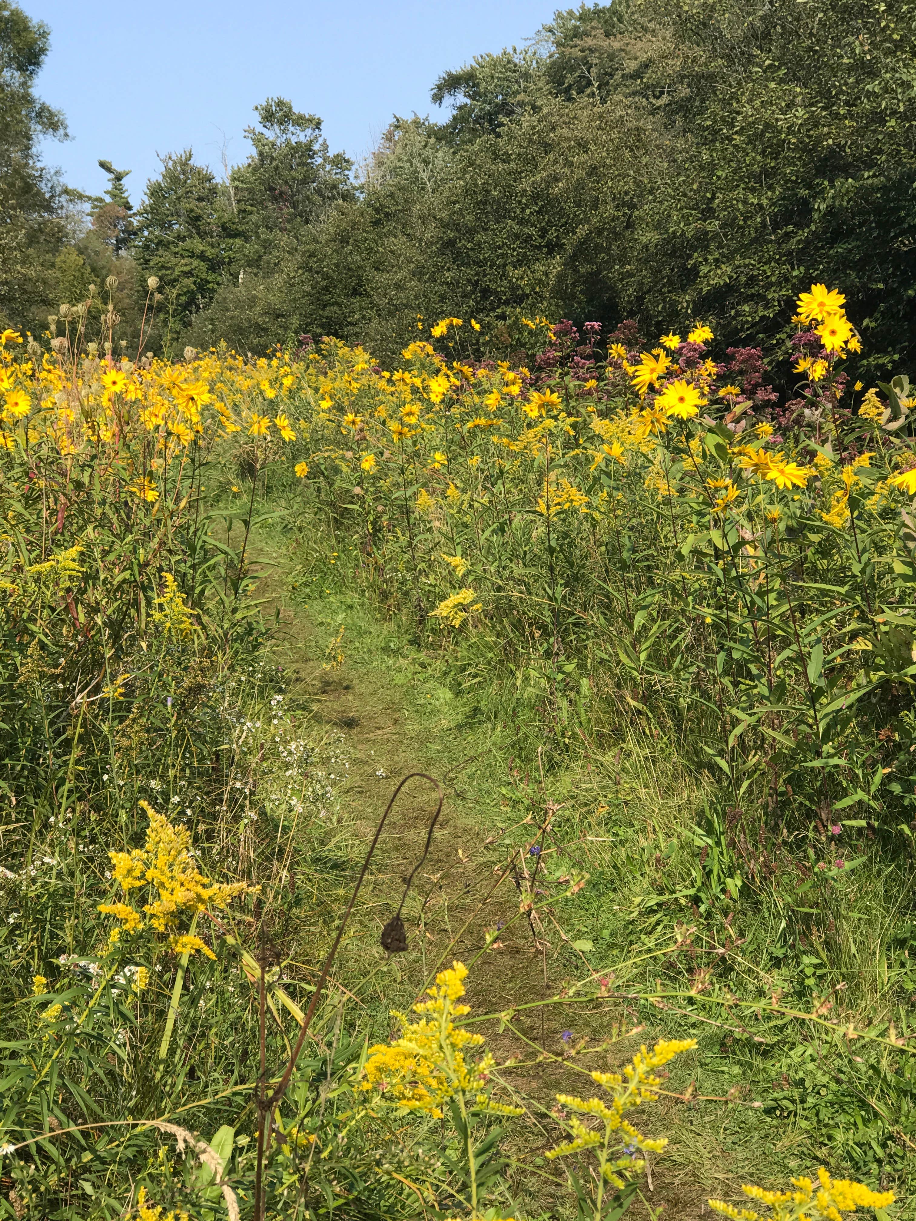 Camper-submitted photo at Hoffmaster State Park Campground in Michigan