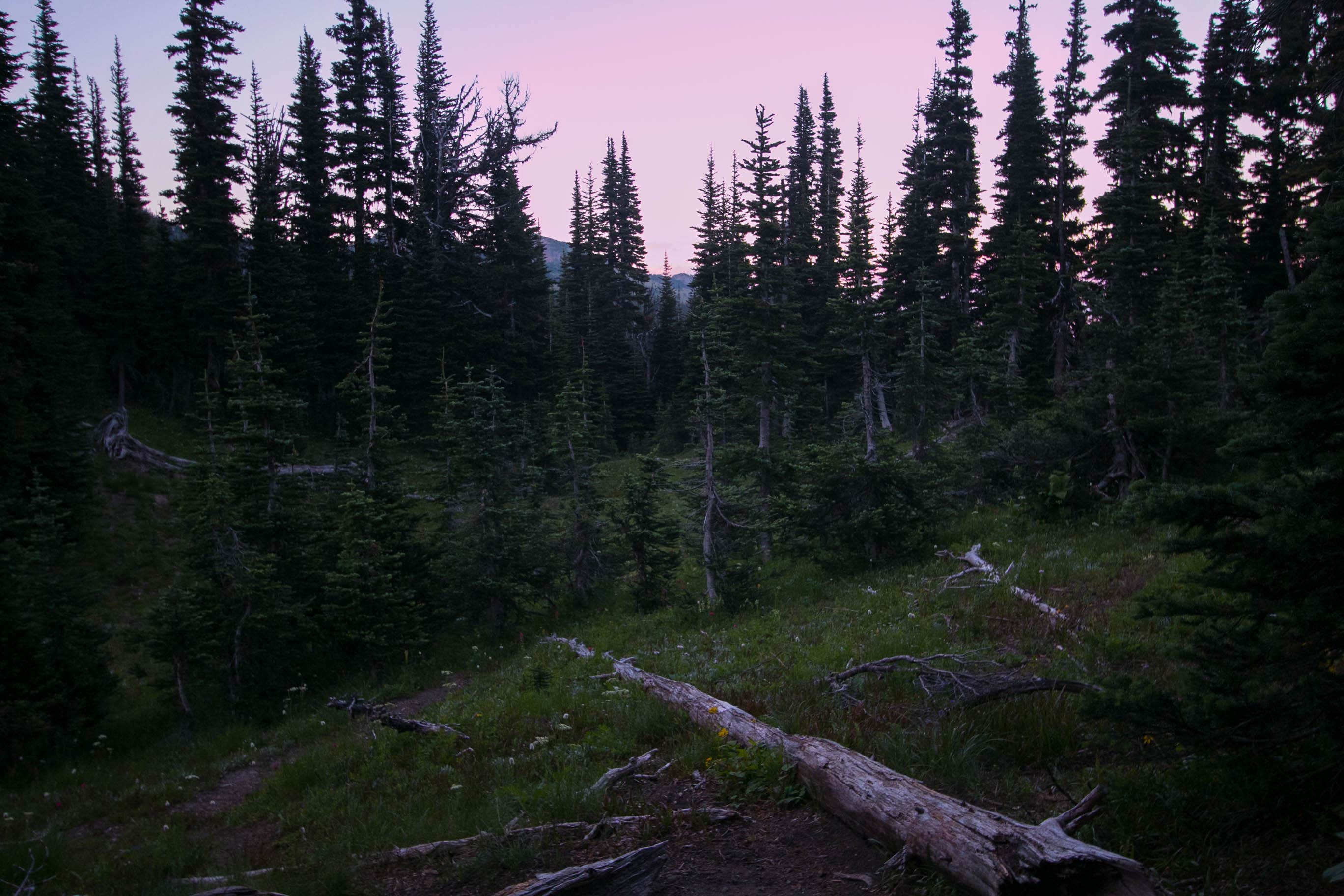 Camper-submitted photo at Sunrise Camp Primitive — Mount Rainier National Park near Goose Prairie, WA