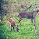 Review photo of Cades Cove Campground by Meg  S., July 1, 2015