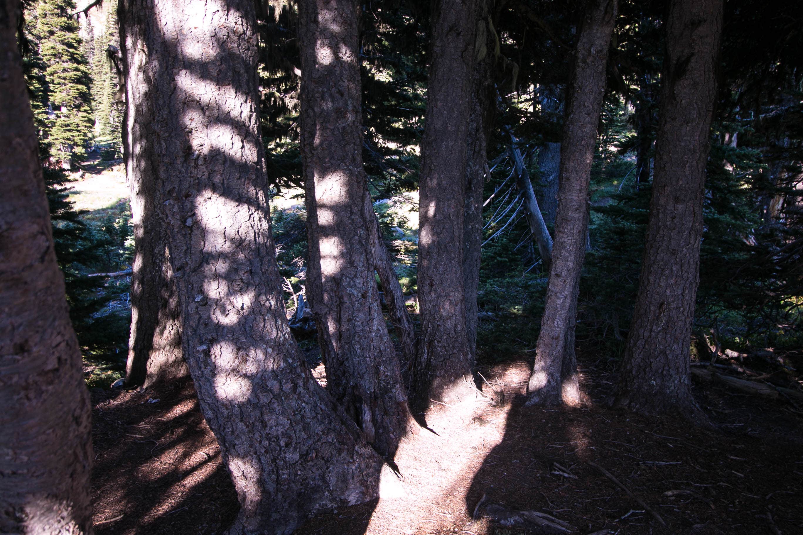 Camper-submitted photo at Sunrise Camp Primitive — Mount Rainier National Park near Goose Prairie, WA