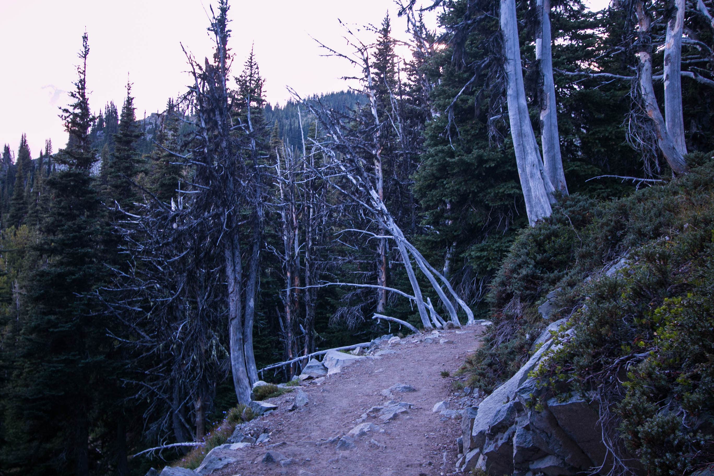 Camping near Mystic Camp — Mount Rainier National Park: Sunrise Camp Primitive — Mount Rainier National Park, Mount Rainier National Park, Washington