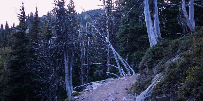 Camper submitted image from Sunrise Camp Primitive — Mount Rainier National Park